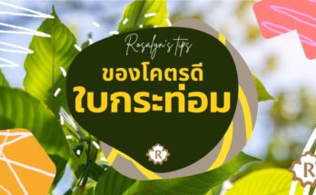 ใบกระท่อม สรรพคุณทางยา รสรินทร์ Rosalynth